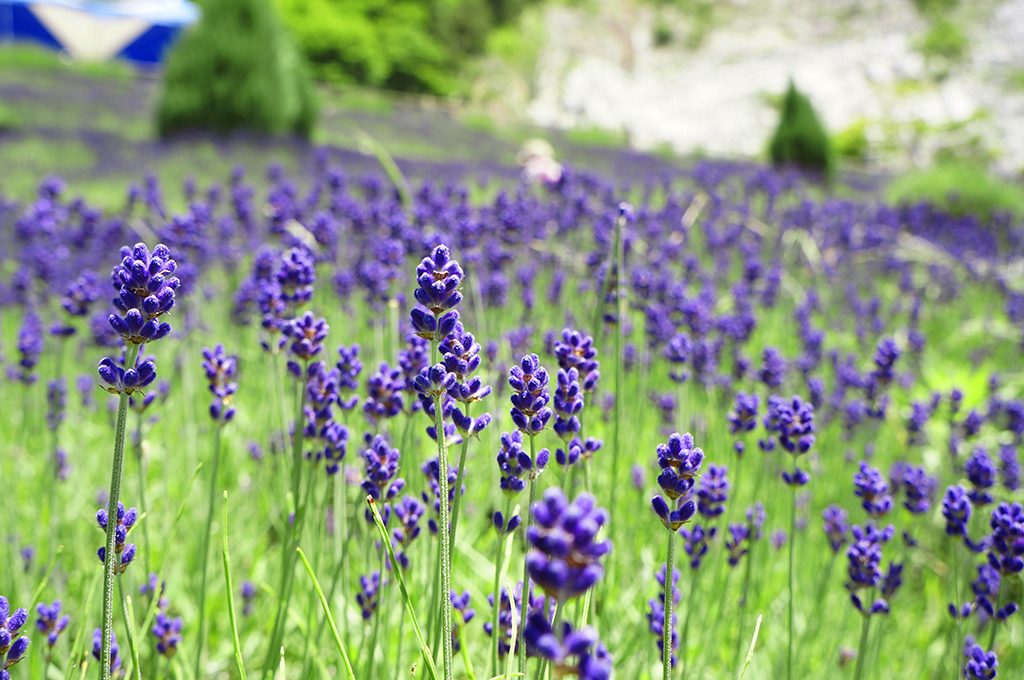 花追い人おすすめ 夏に行きたい福島県内の花スポット5選 福島trip