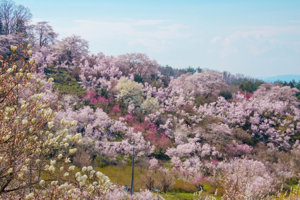 花見山公園の桜