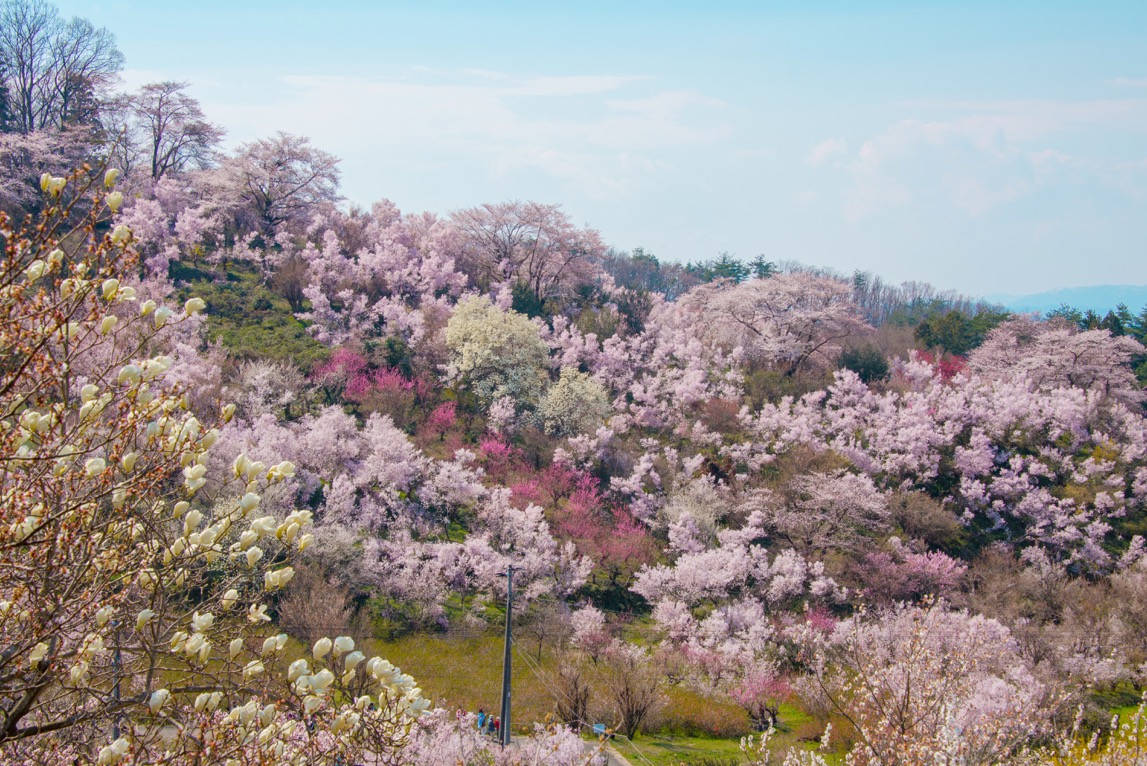 春の福島観光にオススメしたい桜の名所 花見山公園 福島trip 春の福島観光にオススメしたい桜の名所 花見山公園 福島trip