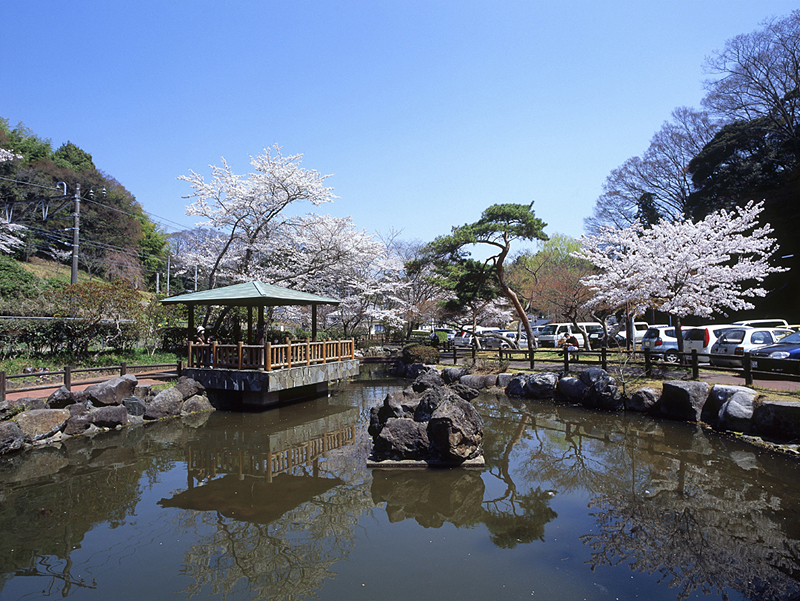 松ヶ岡公園の桜