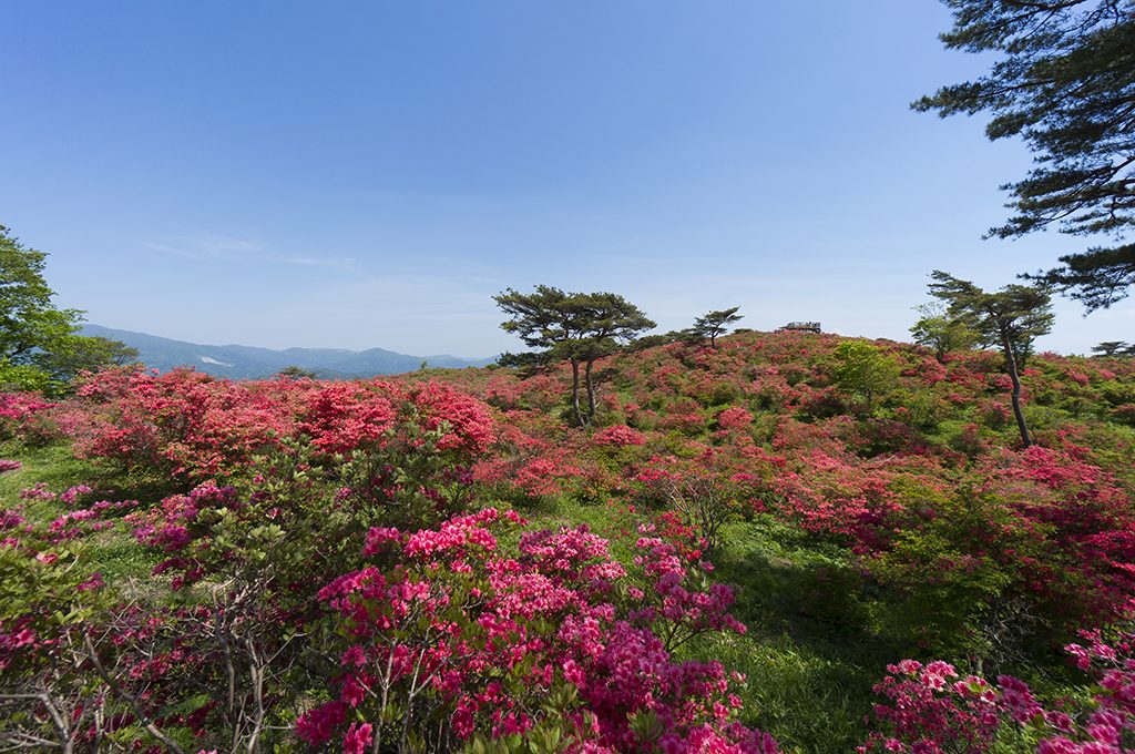 高柴山のつつじ