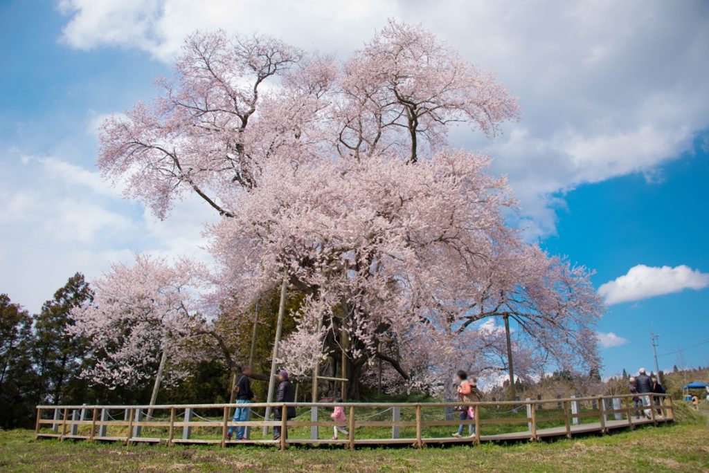 戸津辺の桜