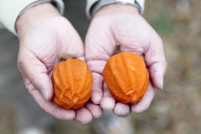 濃厚な甘さ、福島発祥のドライフルーツ「あんぽ柿」お酒にも合うオススメの食べ方をご紹介