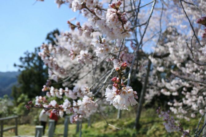 東京からも近い白河市周辺の桜前線速報！お花見スポットを一挙にご紹介