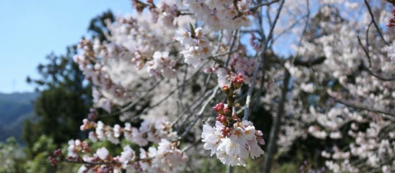 東京からも近い白河市周辺の桜前線速報！お花見スポットを一挙にご紹介