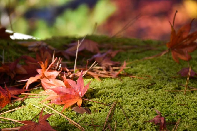 秋色みつけた！会津柳津〜喜多方周辺で楽しめる紅葉はしご旅