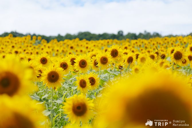 夏の最後の思い出に、黄金色に染まる「三ノ倉高原」他《週刊福島TRIP 8/24~8/28》