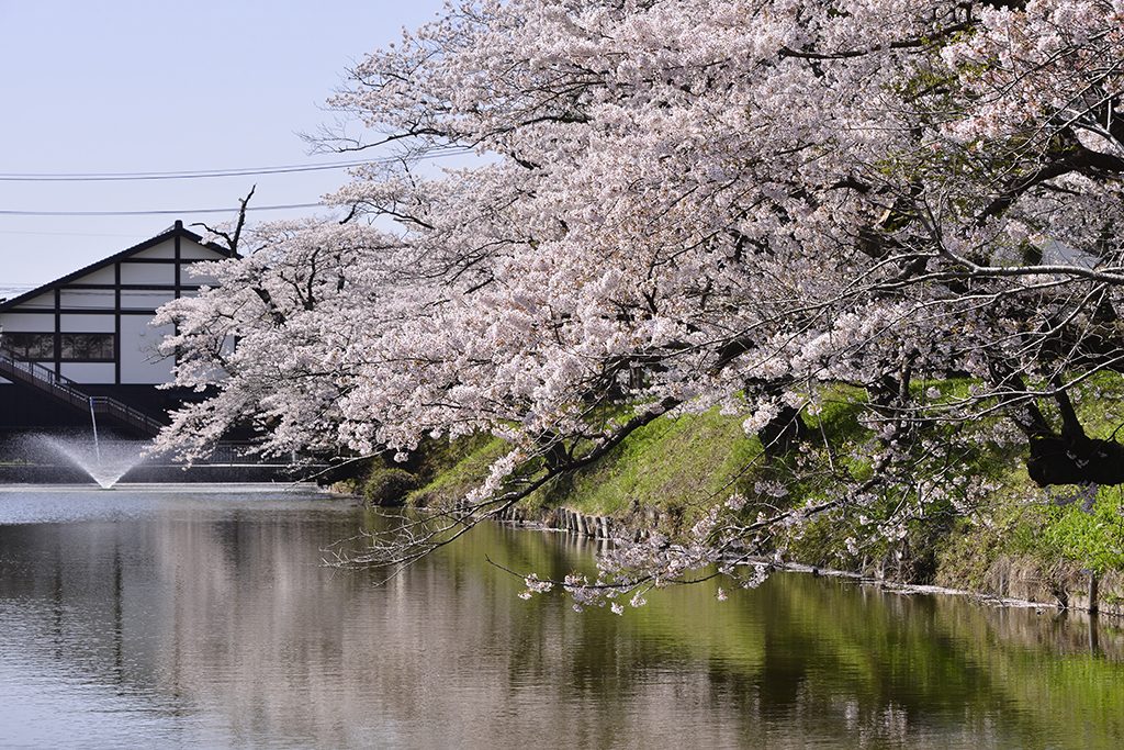 馬陵公園の桜