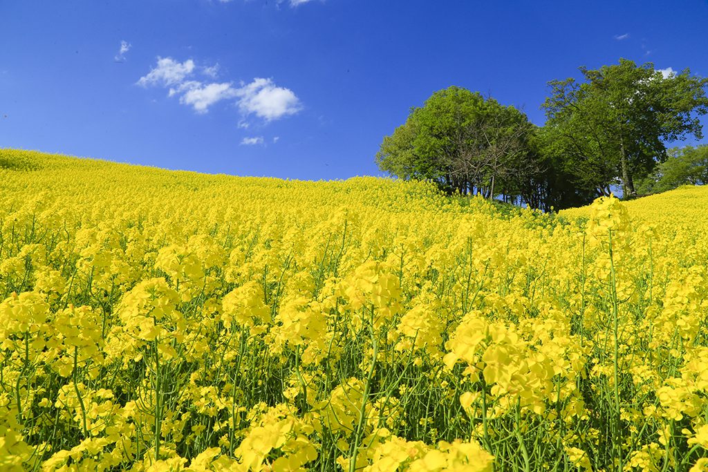 三ノ倉高原の菜の花畑