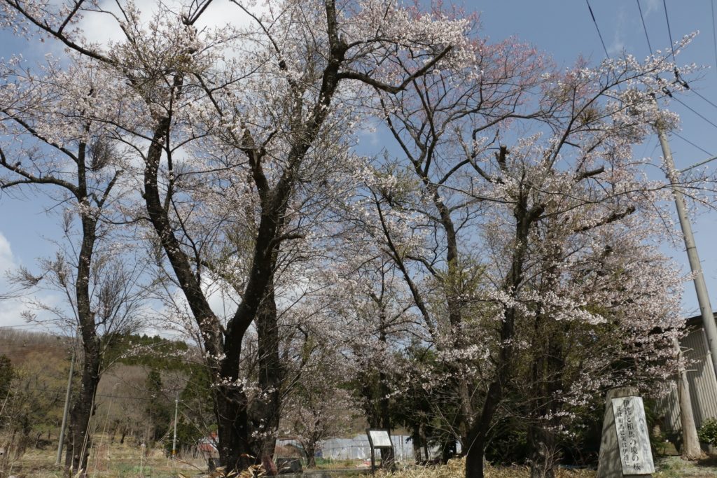 伊達と相馬の境の桜