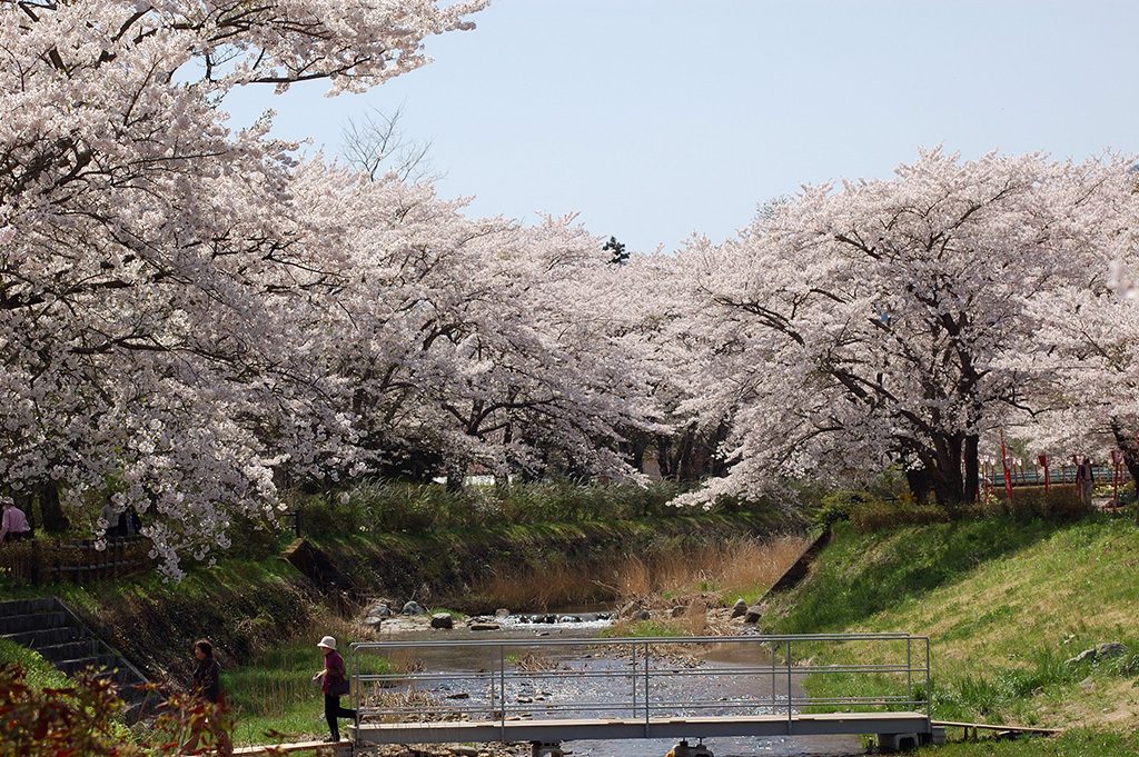 笹原川千本桜