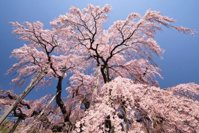 【2019年版】お花見シーズン目前！必見・郡山市内の桜の名所7選+2（桜の名所MAPつき）