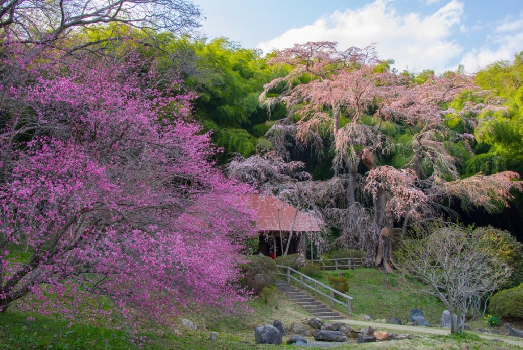 雪村庵の桜