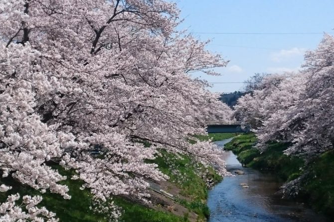 桜を見逃しても福島ならまだ間に合う！メジャーから穴場のお花見スポット紹介