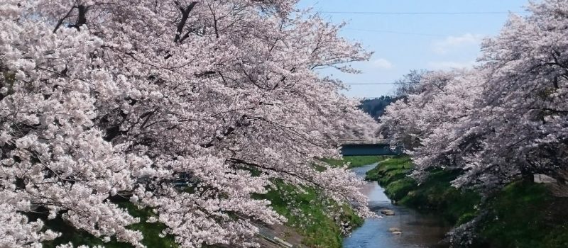 桜を見逃しても福島ならまだ間に合う！メジャーから穴場のお花見スポット紹介