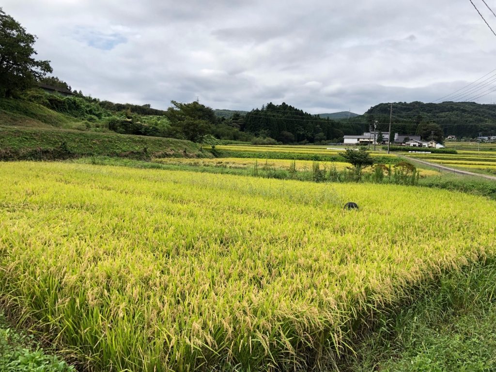 田んぼ全景