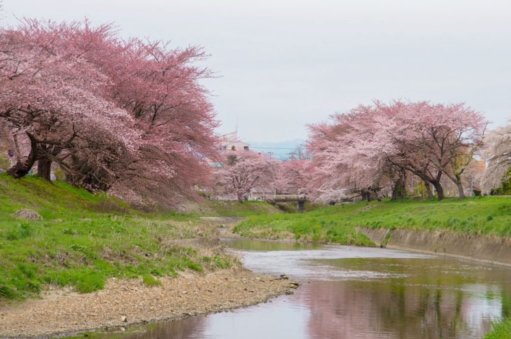 逢瀬川の桜並木