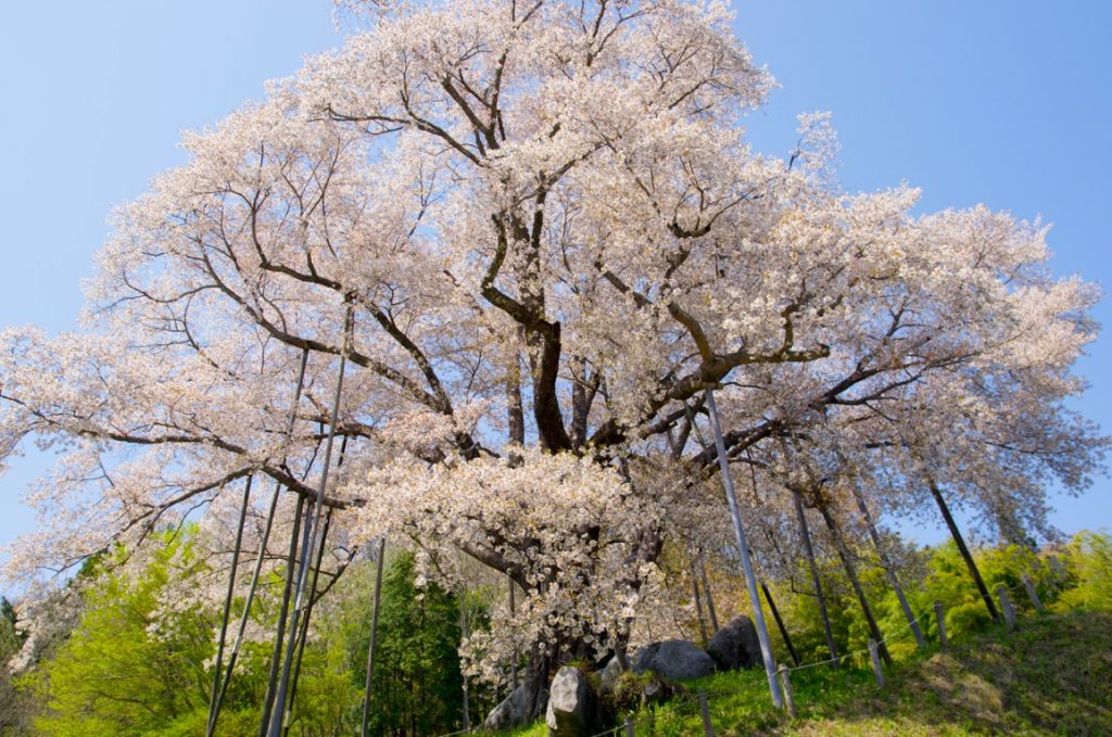 越代の桜