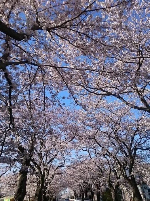 富岡町夜ノ森（よのもり）の桜並木