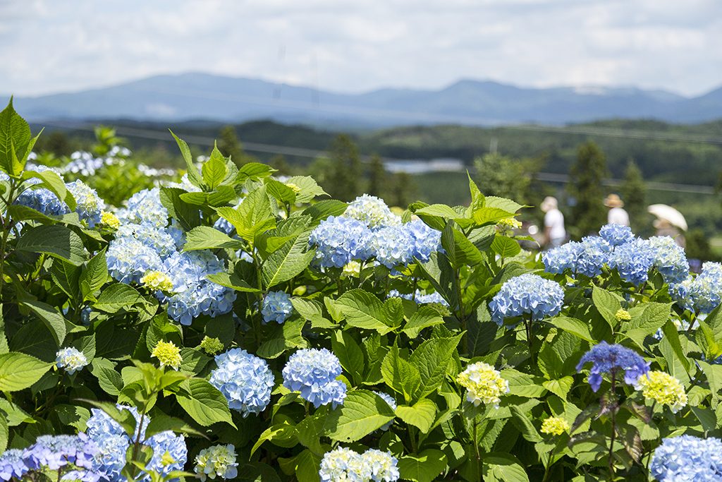 紫陽花で世界一 そして日本一辛い村 知る人ぞ知る平田村の魅力 福島trip