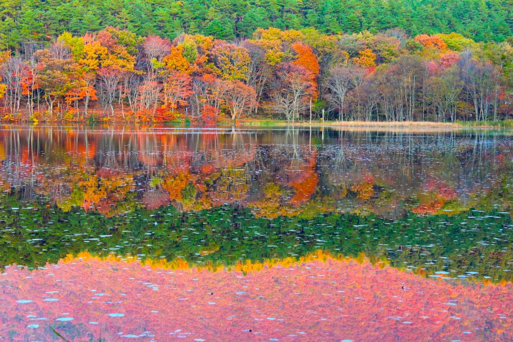 紅葉＆常緑樹のコントラスト