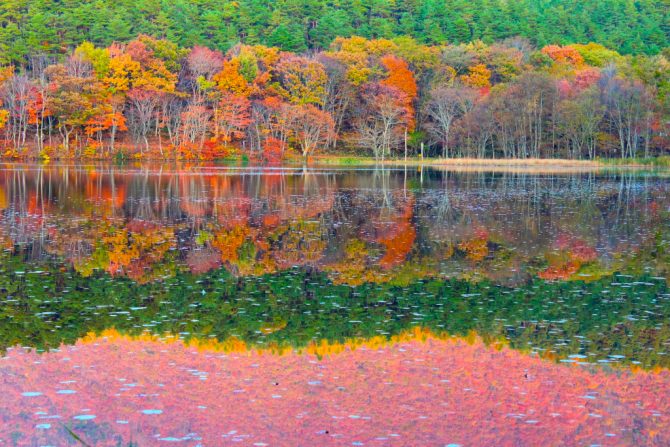 紅葉＆常緑樹のコントラスト