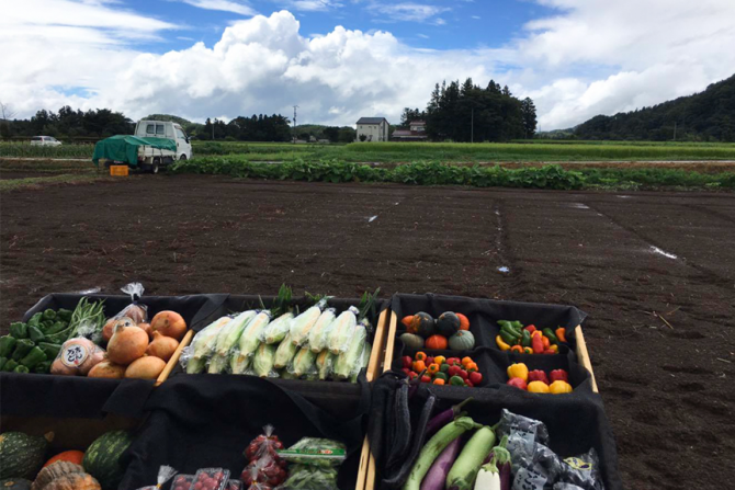 旬な採れたて野菜で “畑の朝食レストラン” が楽しめる「Food Camp」で農産物の収穫体験