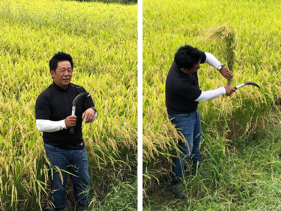 稲刈り・丹野さん指導