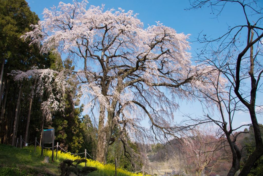 内出の桜