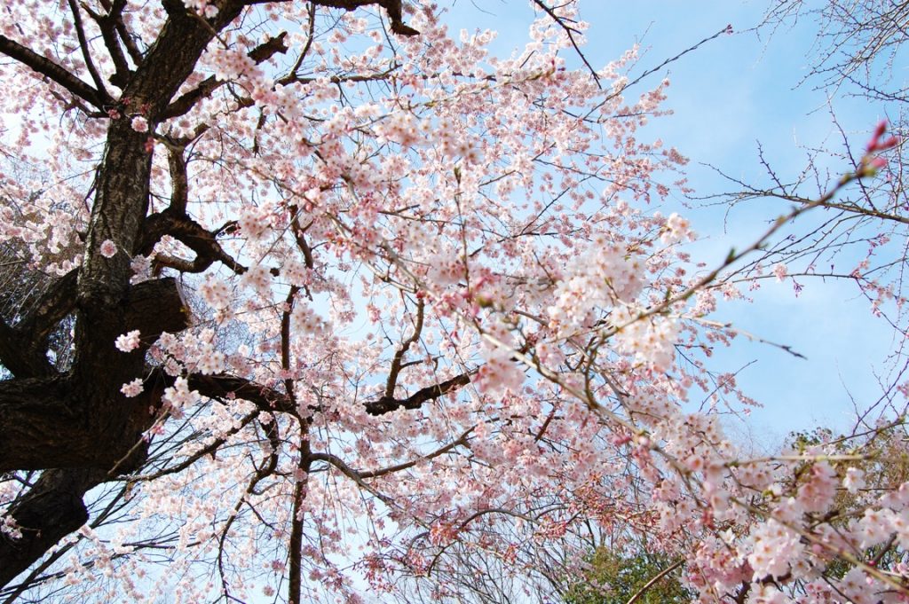 信夫山公園の桜