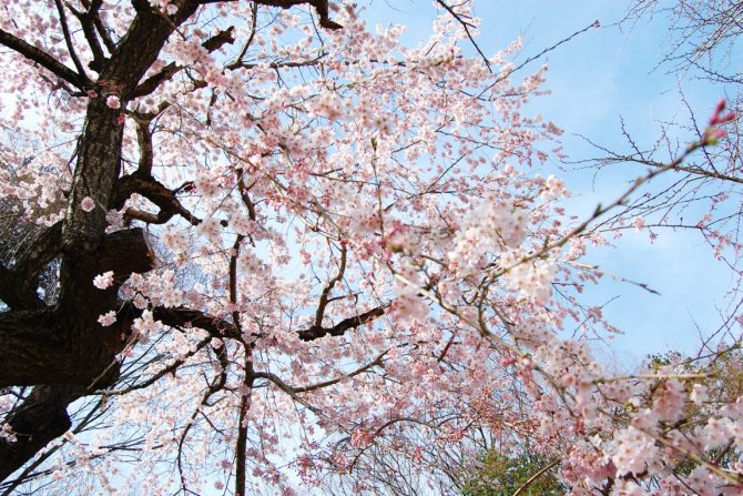 信夫山公園の桜