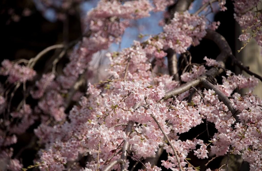 滝桜の枝