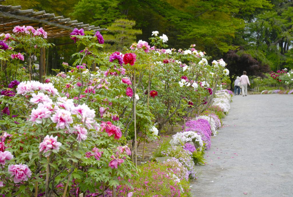 須賀川牡丹園