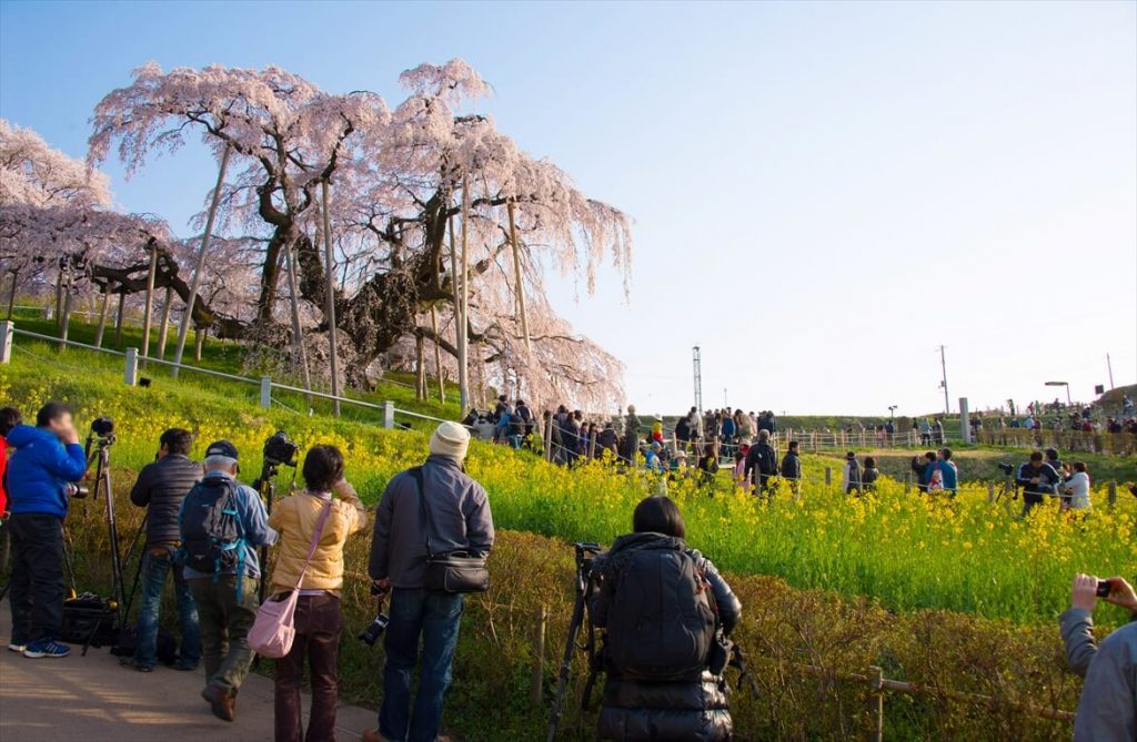 三春滝桜と観光客