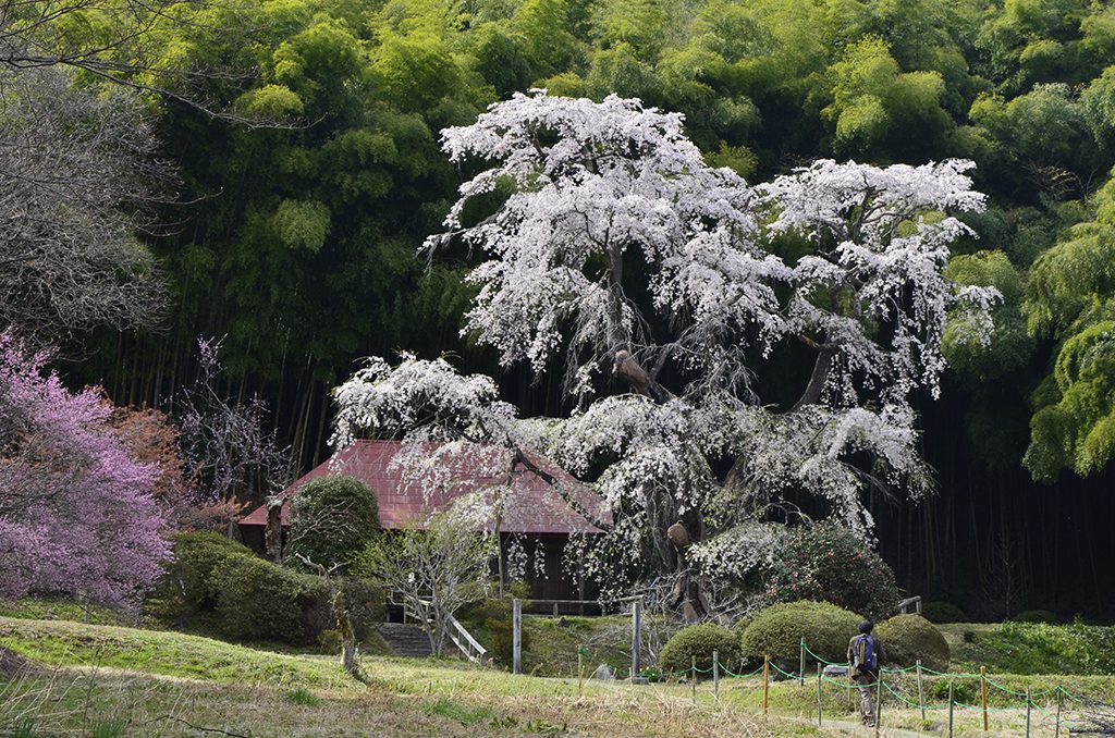 雪村桜