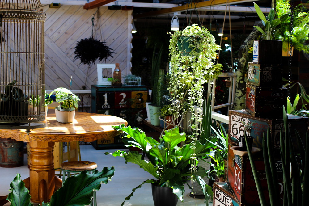 0品種以上の植物が並ぶ まるで植物園のようなカフェ Ca Ga 福島trip