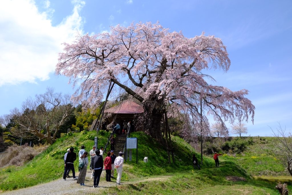 上石の不動桜