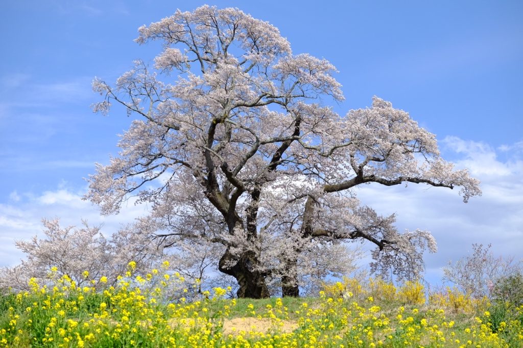 塩ノ崎の大桜