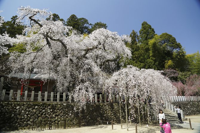 福島はこれから！桜前線まもなく到着♪いわき近郊のお花見スポット【桜の名所MAP更新】