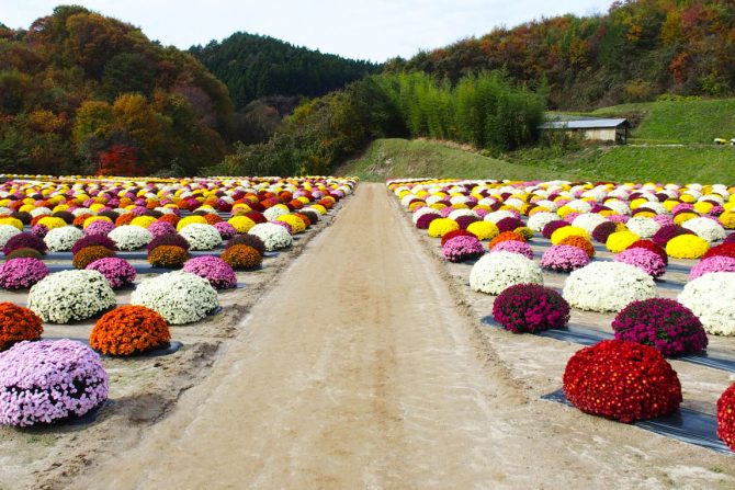 今が見ごろ！2500株のざる菊がこ〜んもりと彩る「菊の里ときわ」