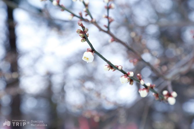 雪の降る1月の鶴ヶ城に梅が咲いた！ 他《週刊福島TRIP 2/8~2/12》