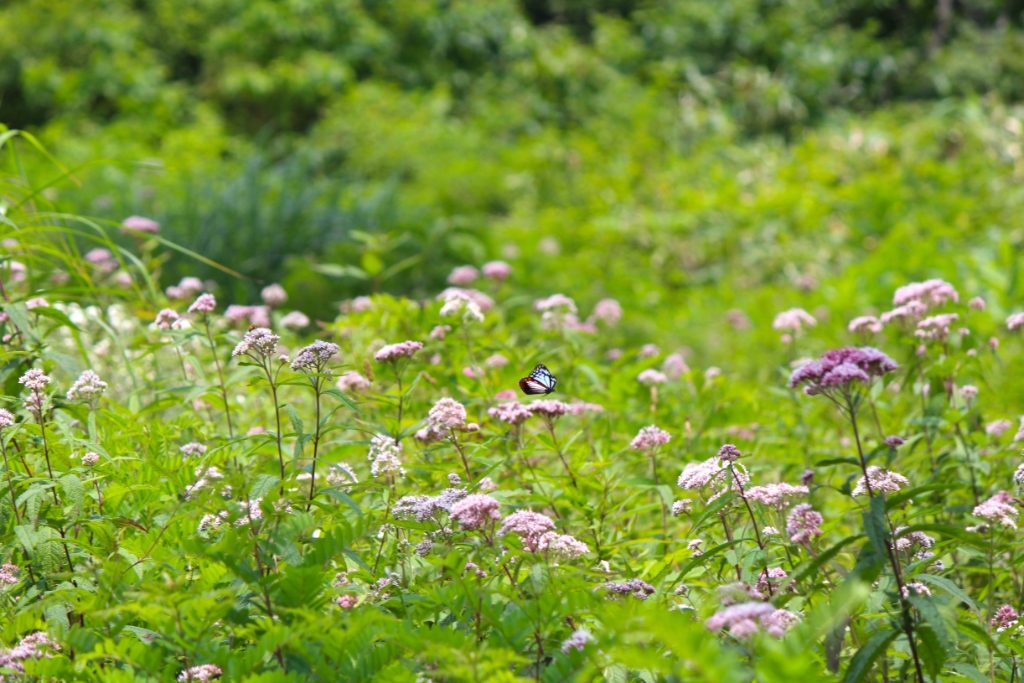 花畑の上のアサギマダラ