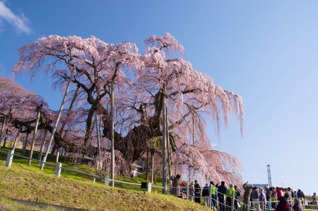 三春滝桜