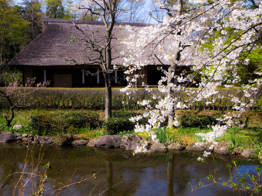 桜（４月中旬）