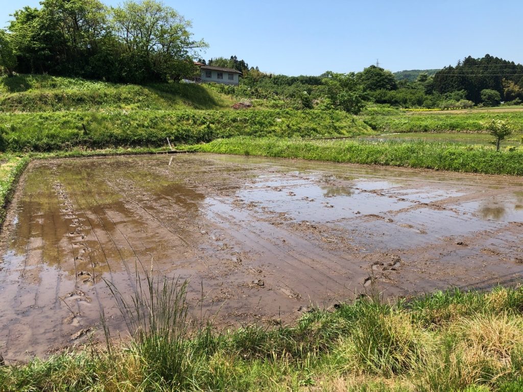 田植え前の田んぼ