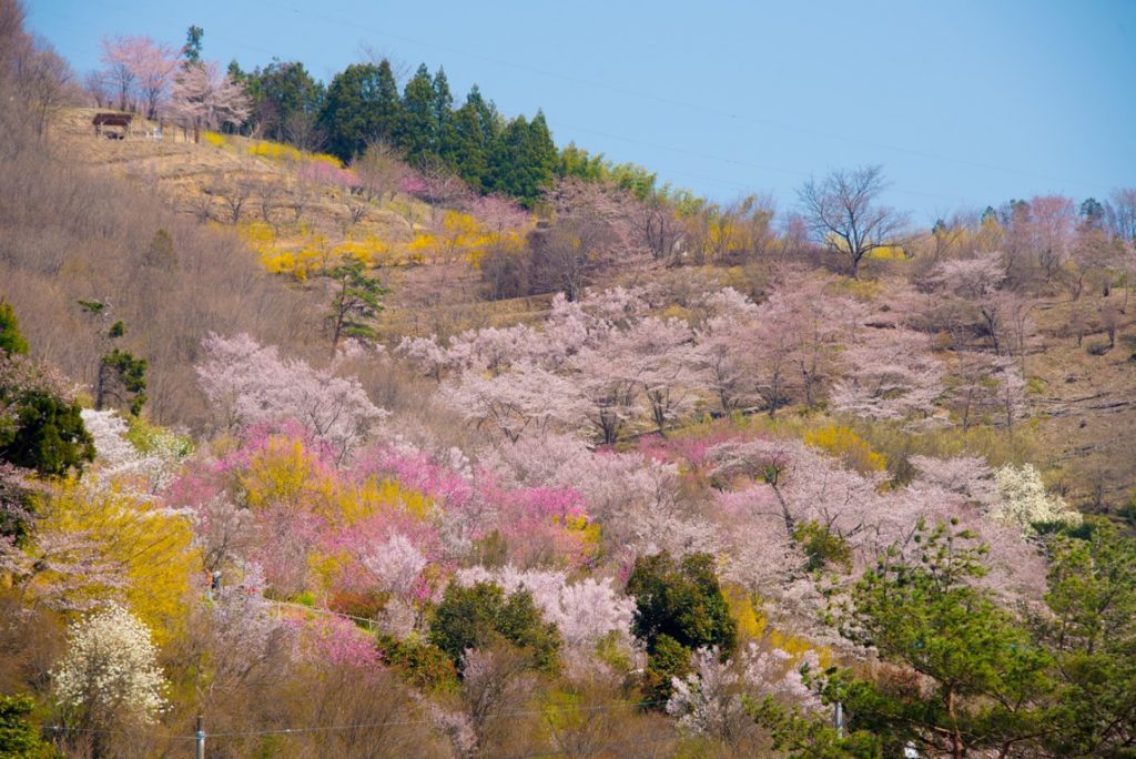 花見山2