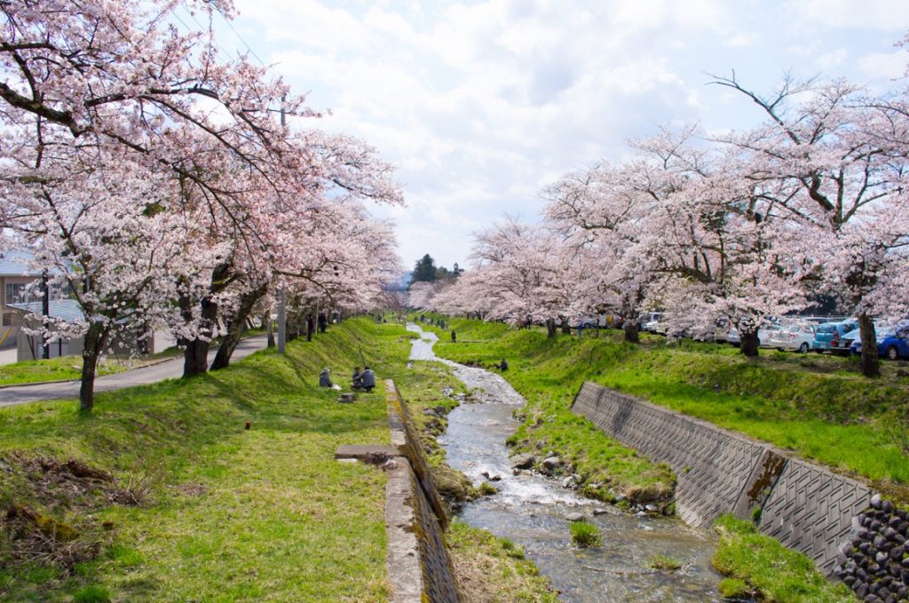 観音寺川の桜