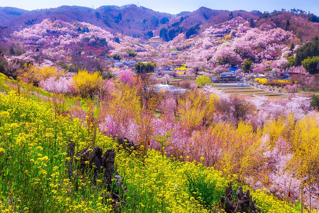 花見山