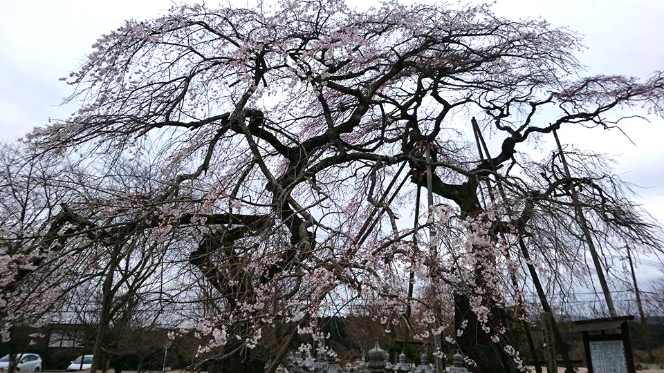 宝泉寺の桜