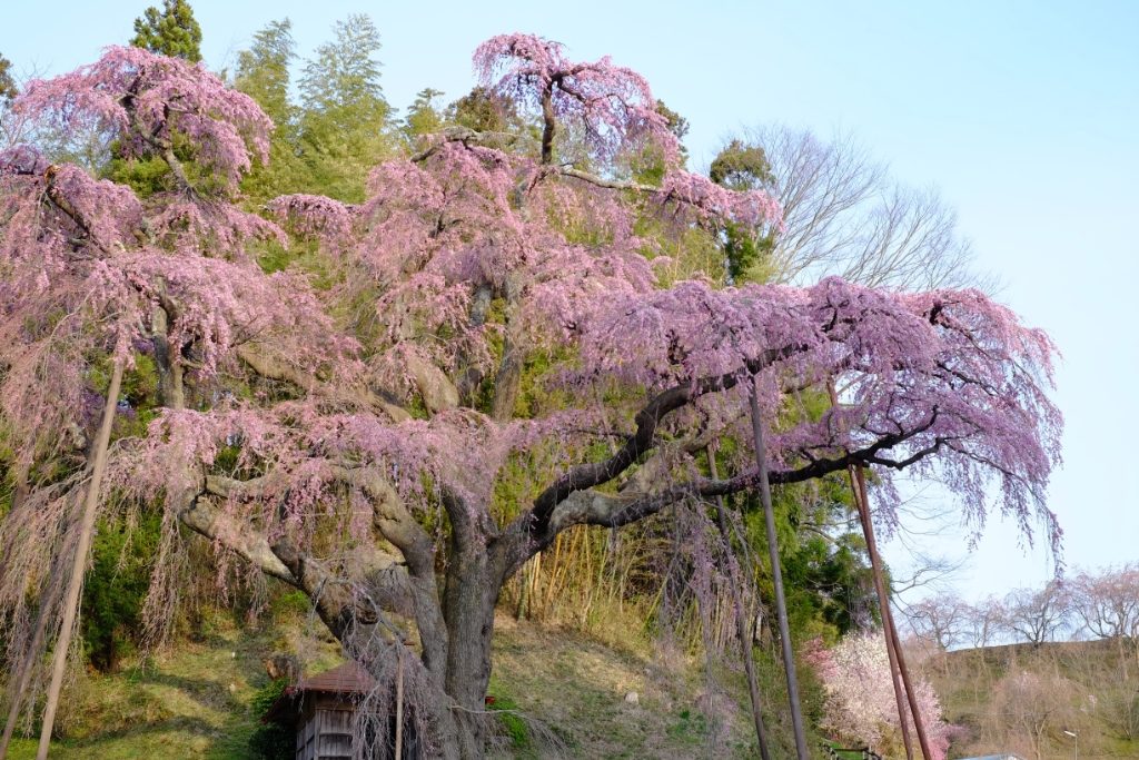 紅枝垂地蔵桜